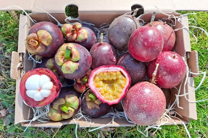 Bio Mangostan-Passion Box 1,5kg