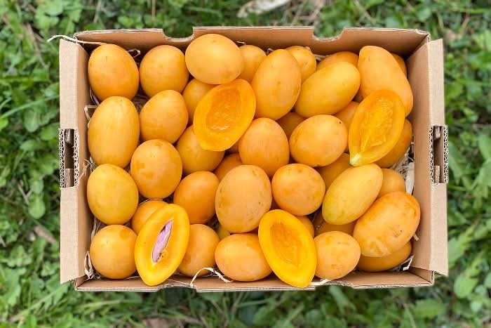Mangopflaume (Maprang) naturbelassen Kipepeo 500g