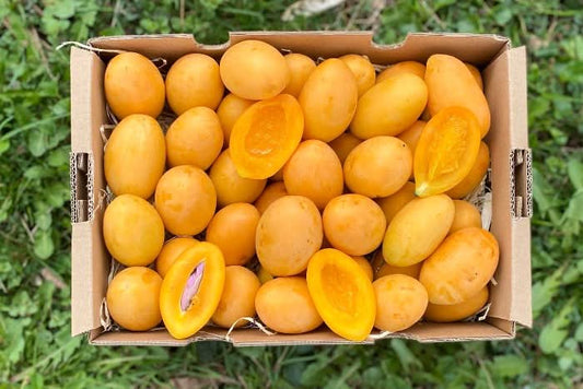 Mangopflaume (Maprang) naturbelassen Kipepeo
