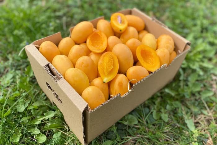 Mangopflaume (Maprang) naturbelassen Kipepeo 500g