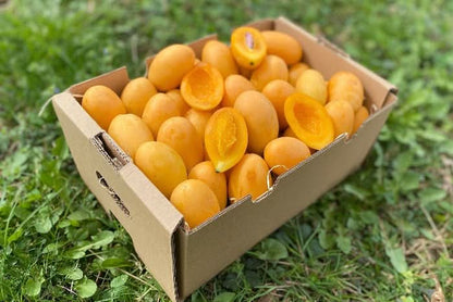 Mangopflaume (Maprang) naturbelassen Kipepeo 500g
