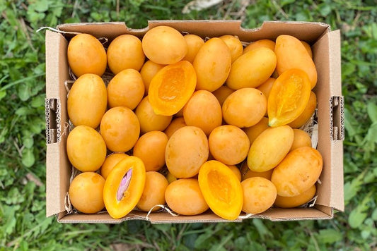 Marian Plum (Maprang/Mangopflaume)