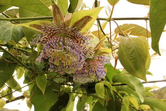 Smaragd-Maracuja "Sweet Emerald" von Familie Bolivar Sparpreis-Box