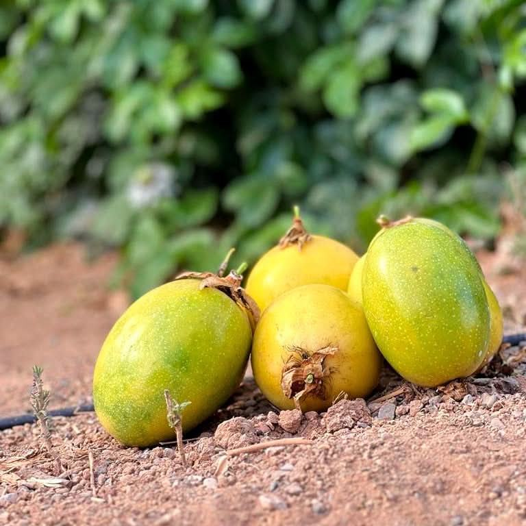 Maracuja und Passionsfrüchte Bio von Julian