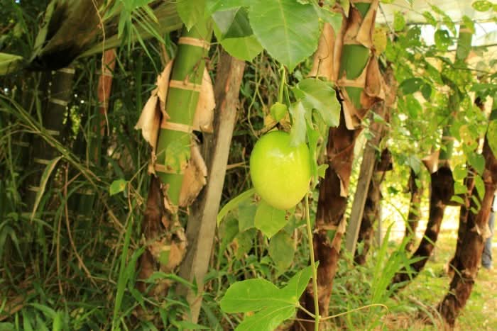 Maracuja gelb von Familie Ramon