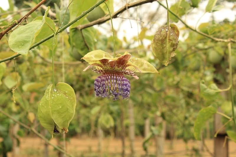 Smaragd-Maracuja "Sweet Emerald" von Familie Bolivar Sparpreis-Box