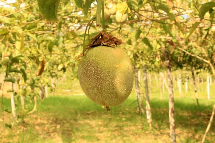 Smaragd-Maracuja "Sweet Emerald" von Familie Bolivar Sparpreis-Box