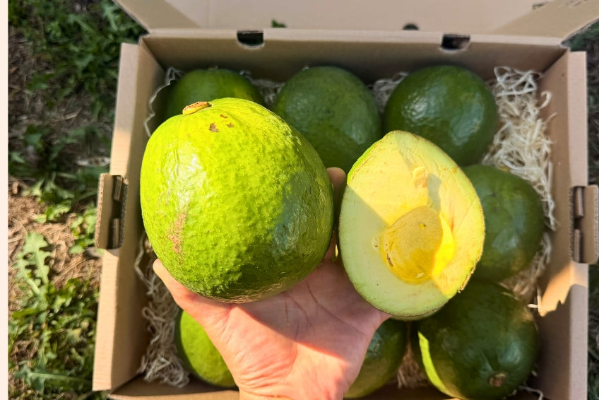 Avocado Margarida (Stk. ca. 500g) Aktionswoche %