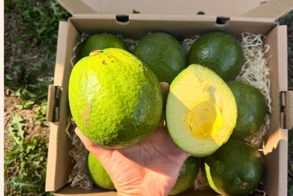 Avocado Margarida (Stk. ca. 500g) Aktionswoche %