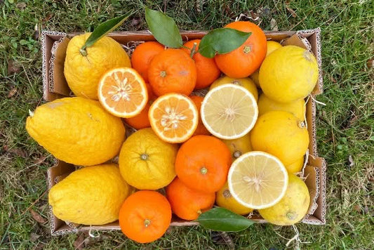 Bio-Zitrusbox „Mediterrane Marmeladenträume“