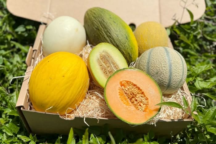 Melonen-Mix Bio 5er Box