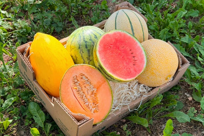 Melonen Bio Retterbox 6,5kg