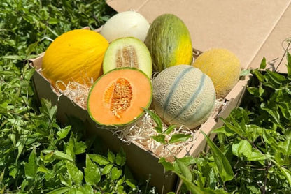 Melonen-Mix Bio 5er Box