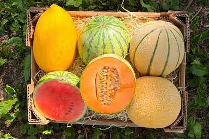 Melonen Bio Retterbox 6,5kg