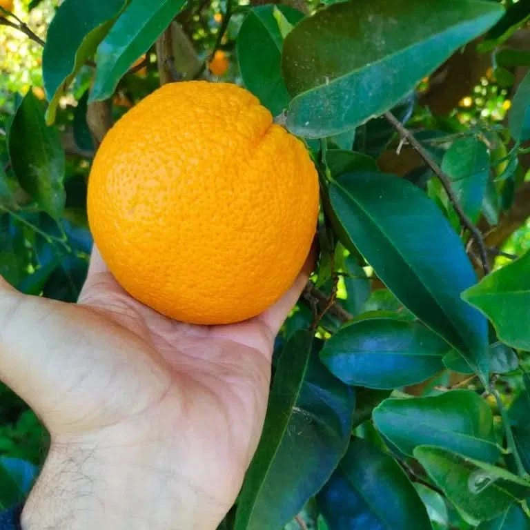Bio Orangen „Merlin“ von Apostolis Kreta