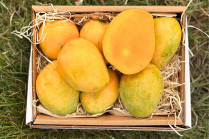 Mingolo Mango kaufen – karibische Rarität entdecken