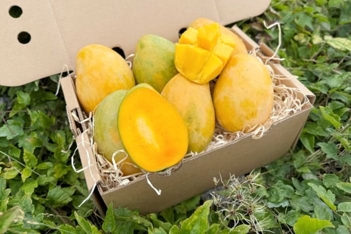 Mango Mingolo baumgereift Box 2kg