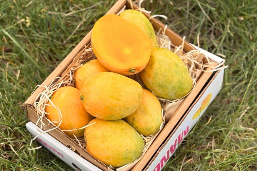 Mango Mingolo baumgereift Sonderaktion % 2kg Box