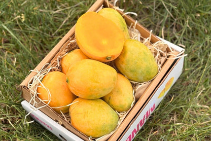 Mango Mingolo baumgereift Sonderaktion % 2kg Box