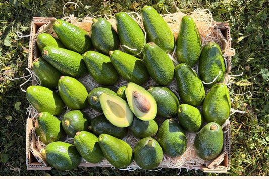 Avocado Baby Bacon/Zutano Bio Aktionspreis %