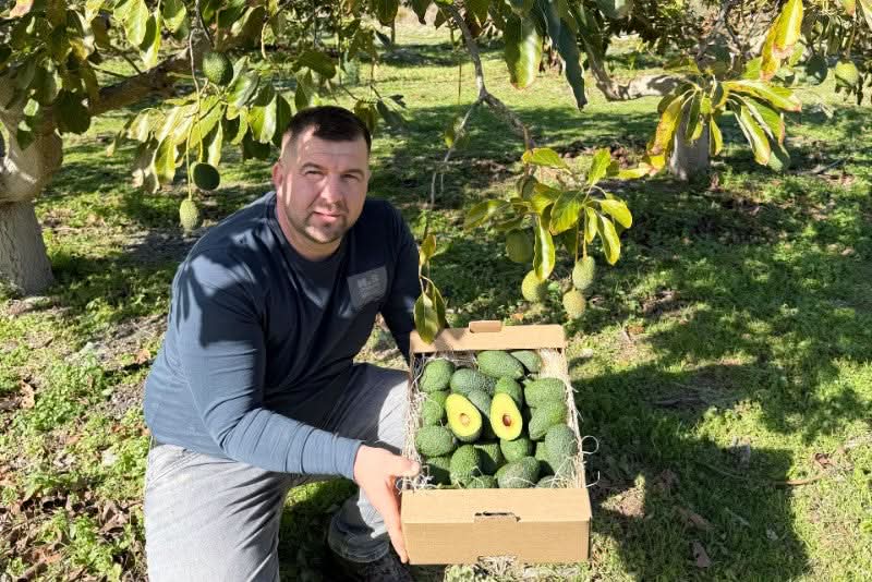 Avocado Hass Mini Bio von Juan Retterbox % 3kg