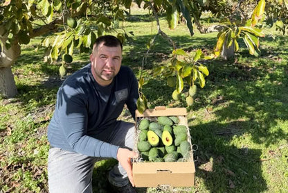 Avocado Hass Mini Bio von Juan Retterbox % 3kg