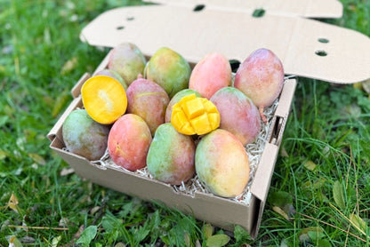 Mini-Mango Keitt Bio Sonderpreis %