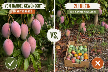 Mini-Mango von Juan 3kg Retterbox %