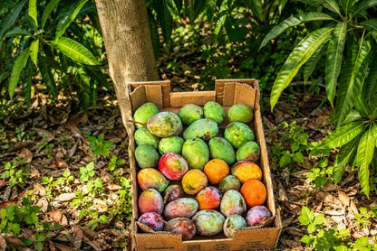 Mini-Mango von Juan 3kg Retterbox %