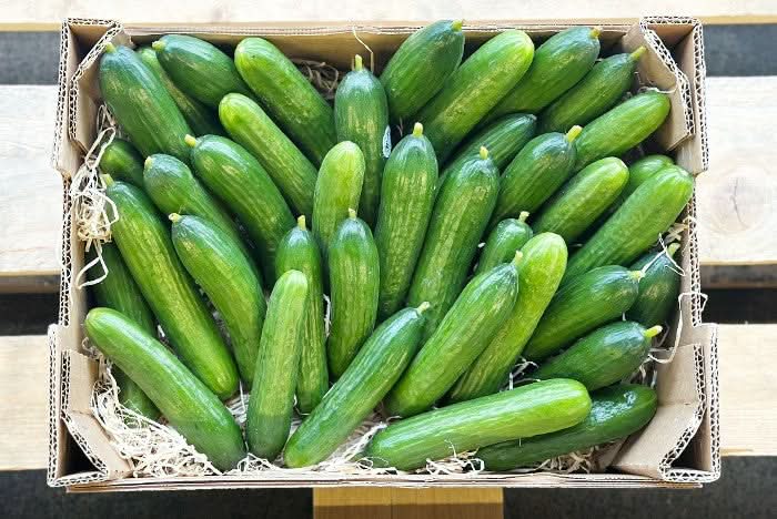 schlangengurke aufbewahren Minigurken Bio regional