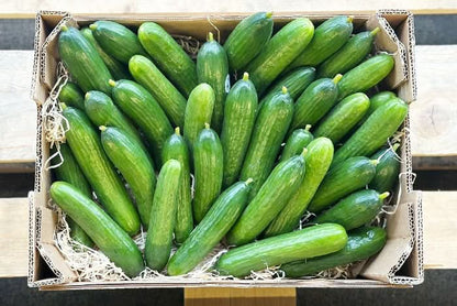 Minigurken Bio