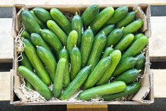 snackgurken aufbewahren Minigurken Bio regional