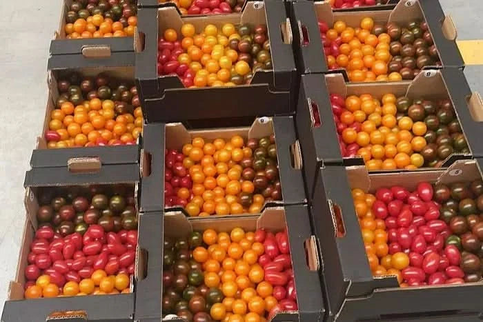 Tomaten Mini bunt Bio
