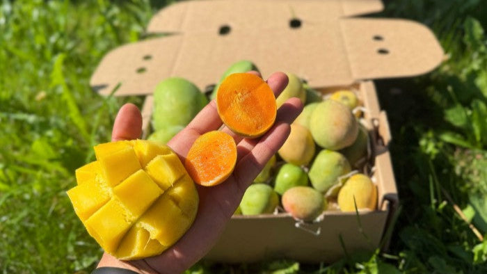 Mango Kensington Pride – Mama & Baby Aktionsbox