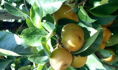 Birne "Nashi" Bio demeter aus Italien