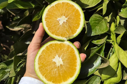 Orangen Navelina Bio von Andres Sparpreis-Box