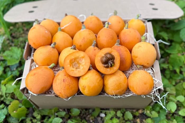 Nisperos (Japanische Mispel/Loquats) wild von Julian bestellen