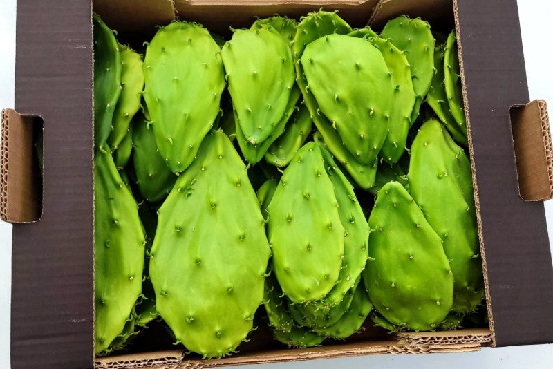 nopal kaktus Frische Nopal-Blätter – Kaktusgemüse mild & vielseitig | Bio &  naturbelassen