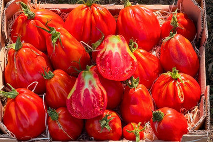 Tomaten "Ochsenherz" Bioland vom Biohof Laurer aus Landau (weiche, alte Sorte)