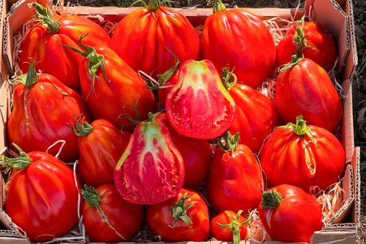 Tomaten "Ochsenherz" Bioland vom Biohof Laurer aus Landau
