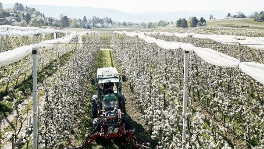 Apfel "Santana" Bio (allergikerfreundlich) regional vom Obstgut Erletz am Bodensee