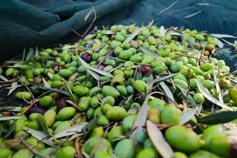 Bio Natives Olivenöl Extra Kreta von Apostolis