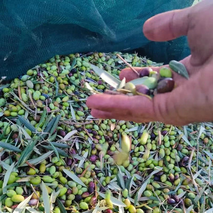 Bio Natives Olivenöl Extra Kreta von Apostolis