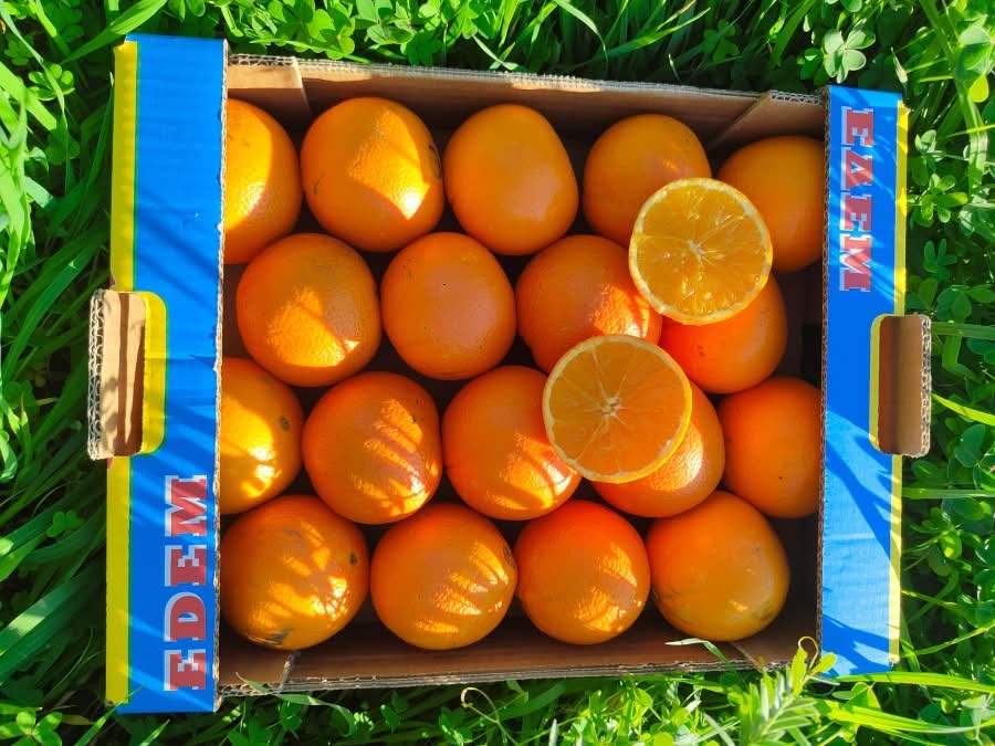 Orangen Lane Late Bio von Apostolis Kreta 4kg Box
