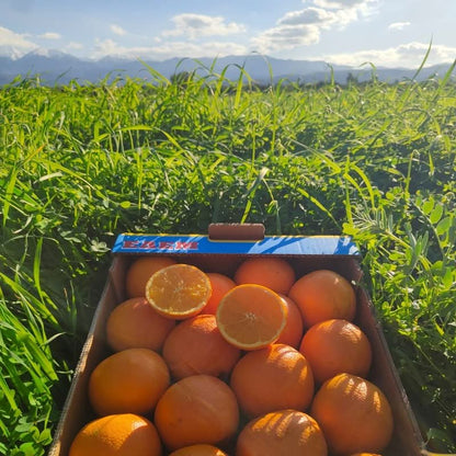 Bio Orangen „Merlin“ von Apostolis Kreta