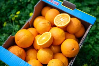 Orangen Navel Bio Sizilien Sonderaktion % 8kg