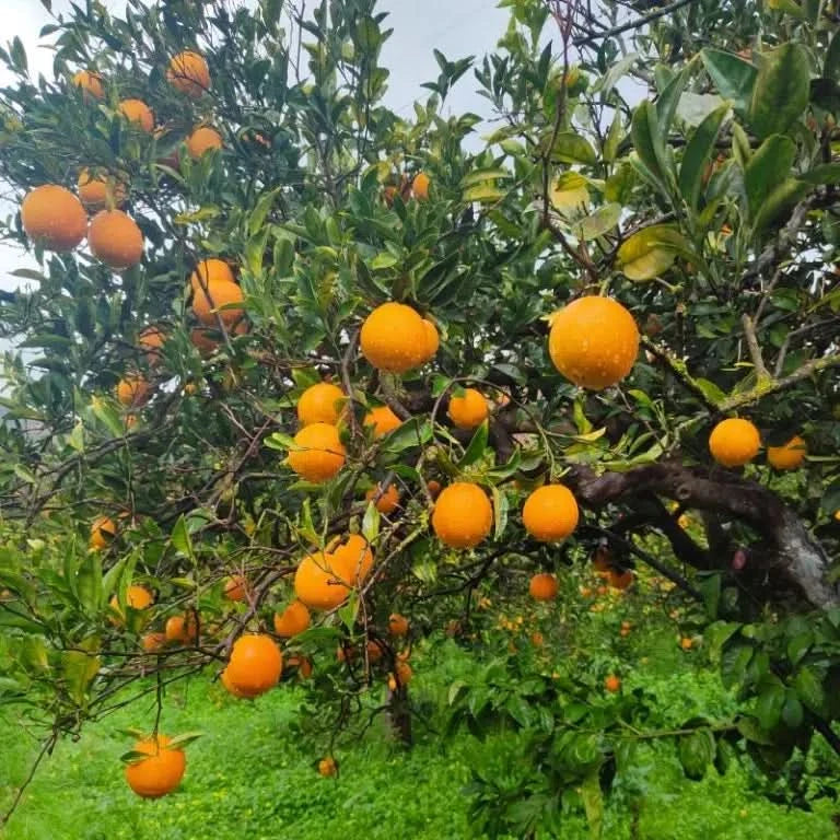 Bio Orangen „Merlin“ von Apostolis Kreta