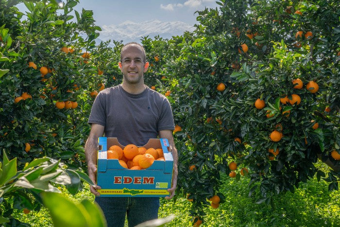 Orangen Lane Late Bio von Apostolis Kreta 4kg Box