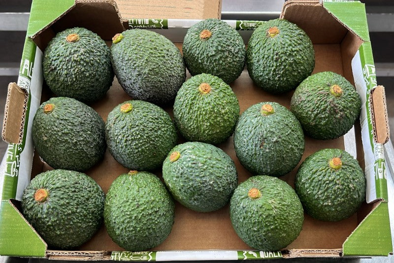 Avocado-Rarität Orotawa Bio vom Vulkan Ätna Sizilien