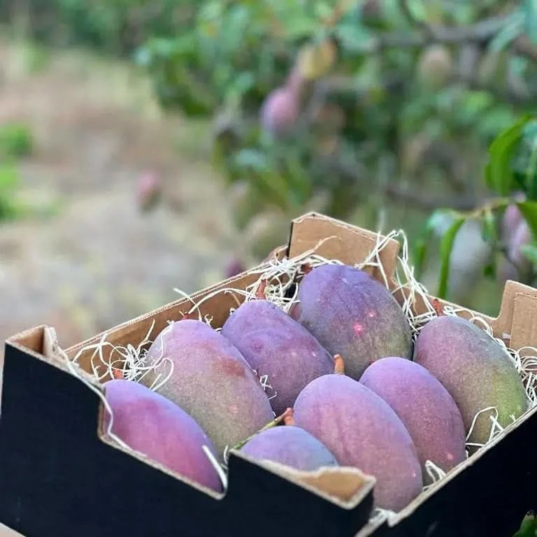 Mango Entdeckerbox Bio & Wild Sparpreis-Box